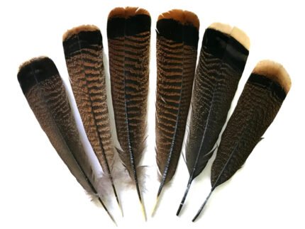 Fishingcape turkey tail (3)